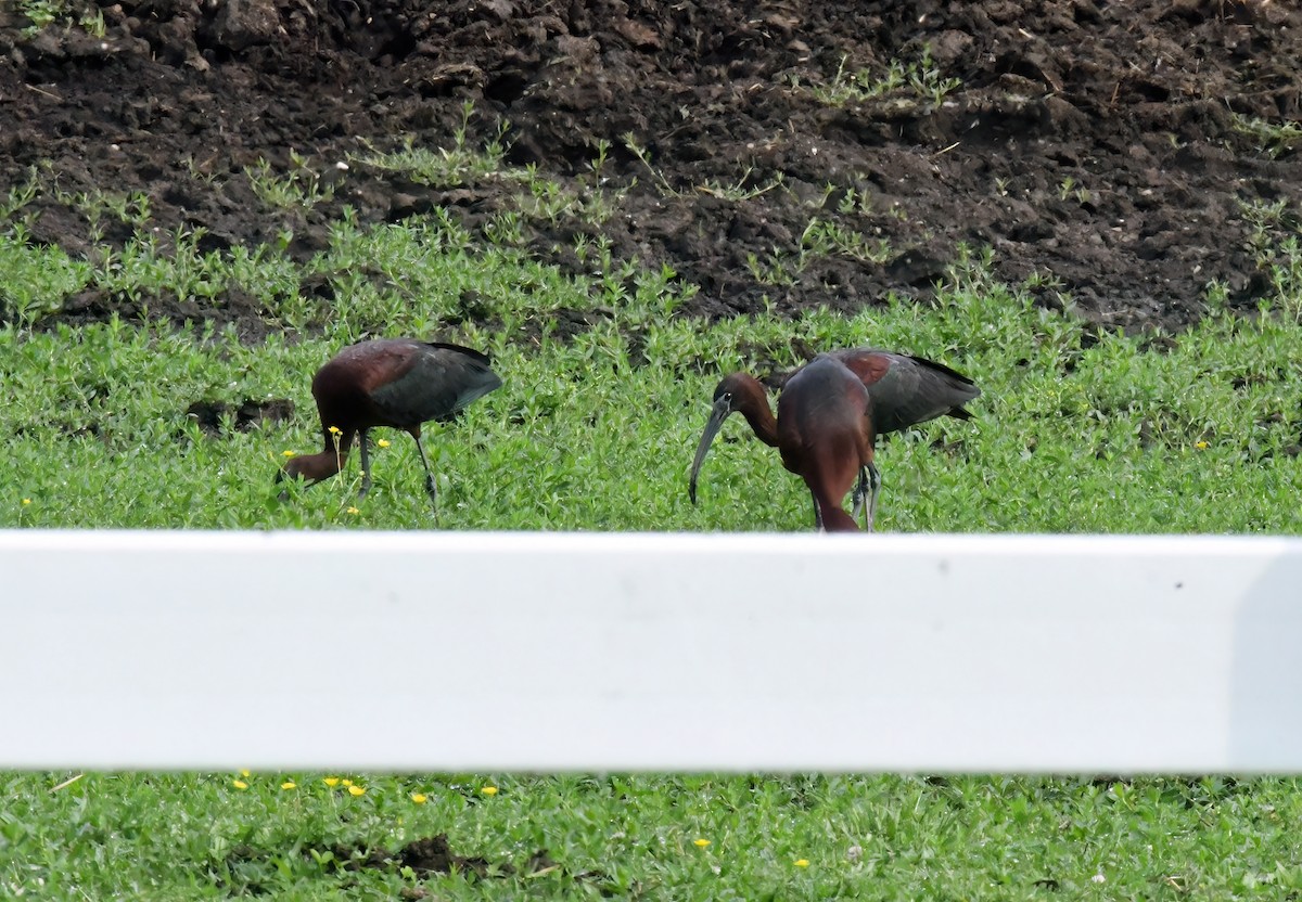 Glossy Ibis - Bill Williams