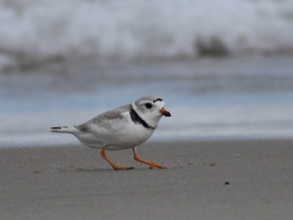 Piping Plover - Linda Wynott