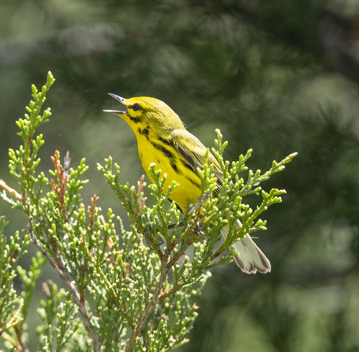 Prairie Warbler - James McCall