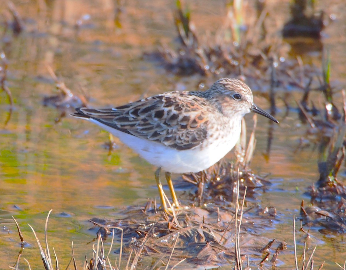 Least Sandpiper - ML618632765