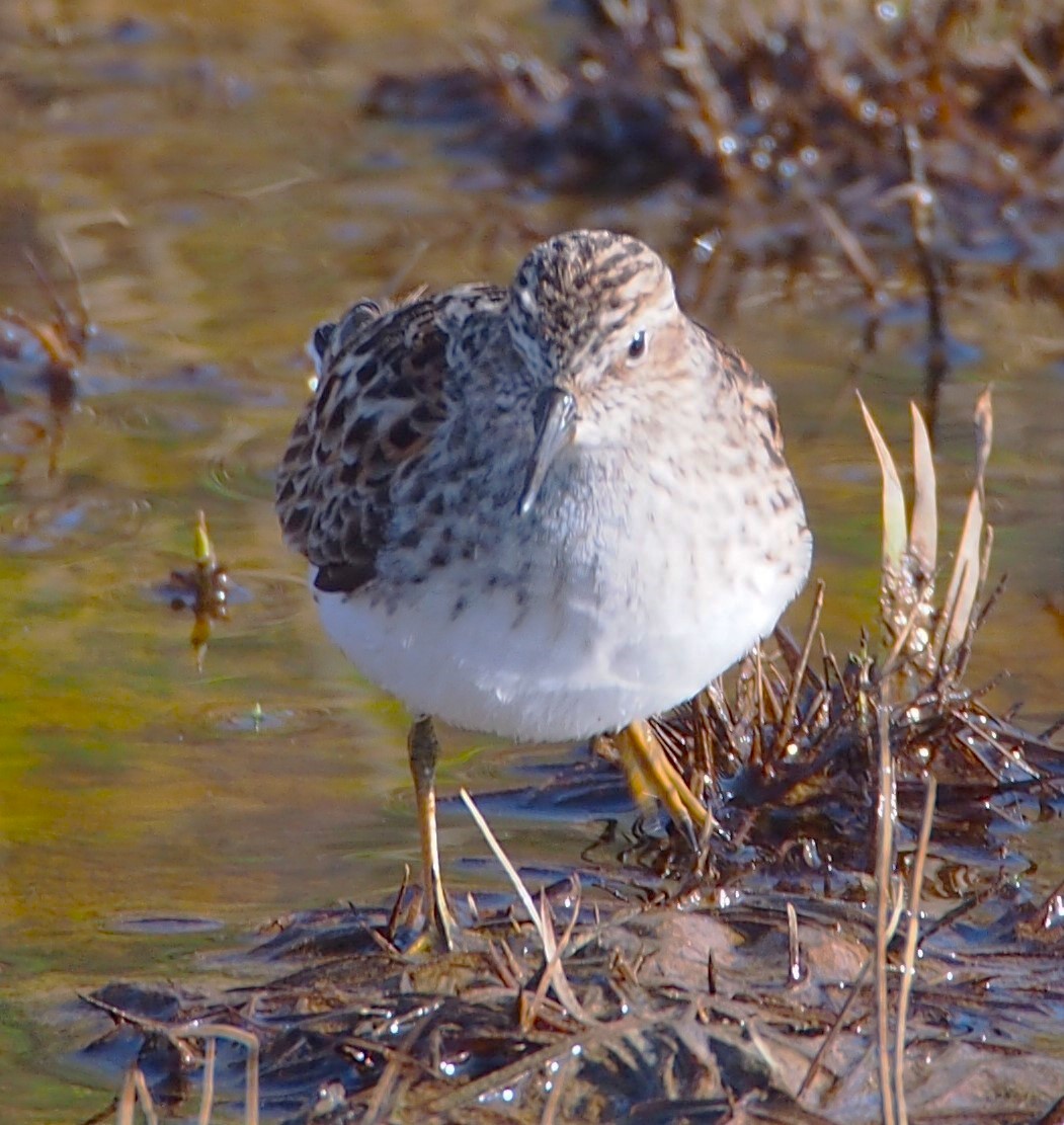 Least Sandpiper - ML618632766