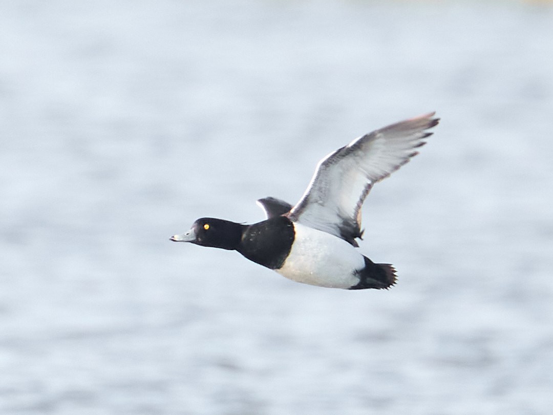 Tufted Duck - ML618632769