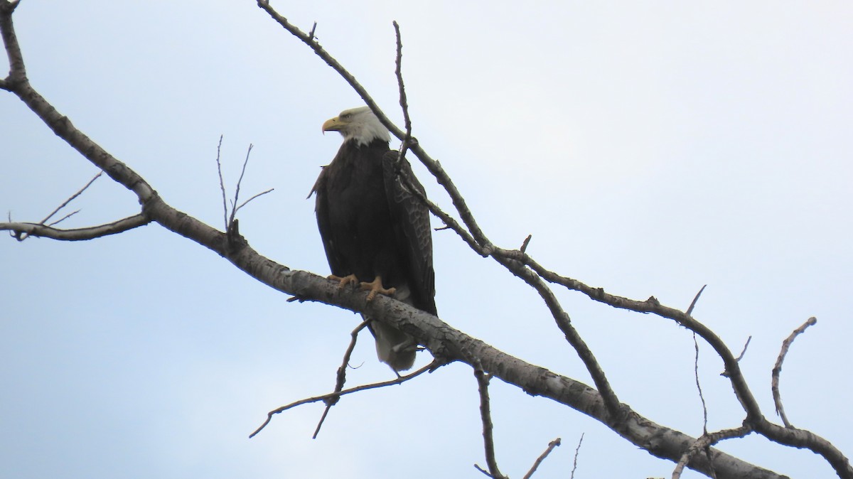 Bald Eagle - Ann Kovich