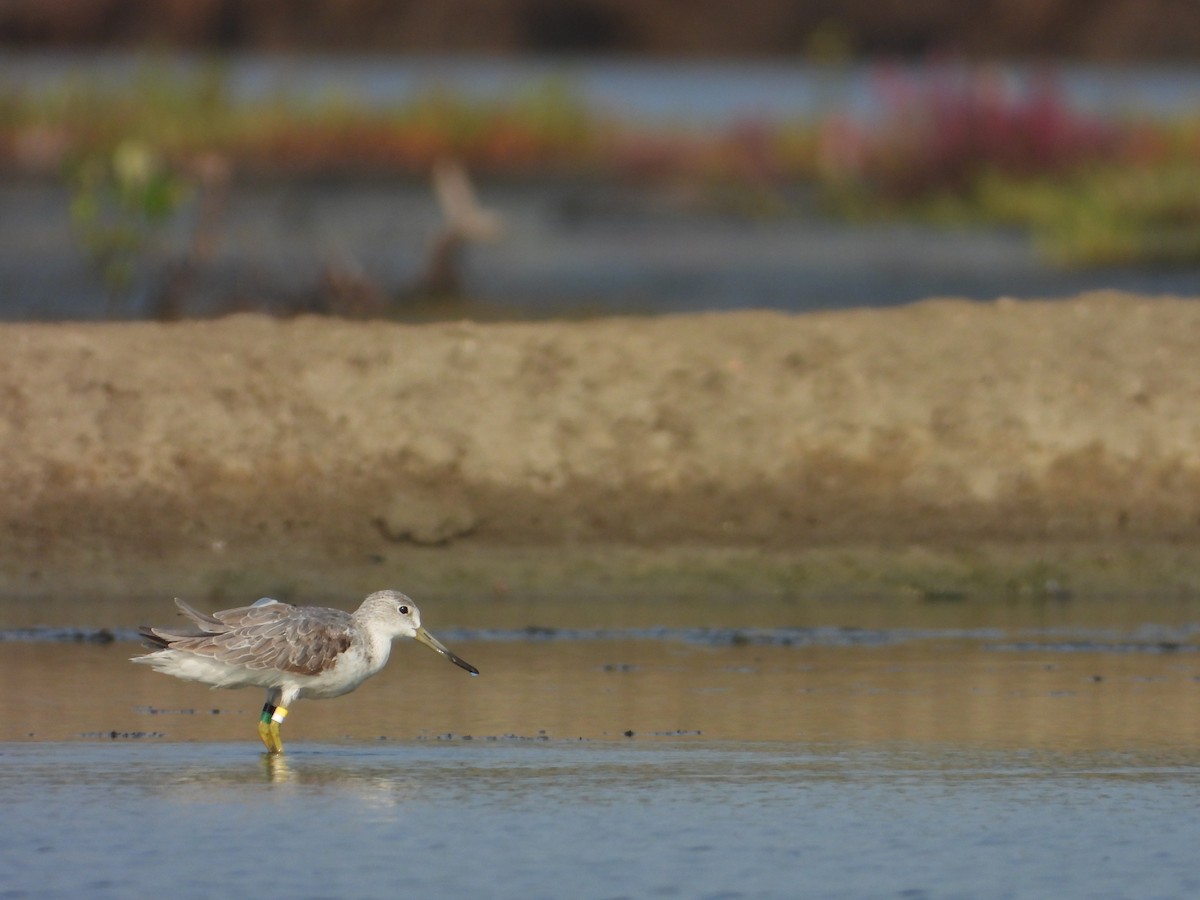 Nordmann's Greenshank - ML618632779