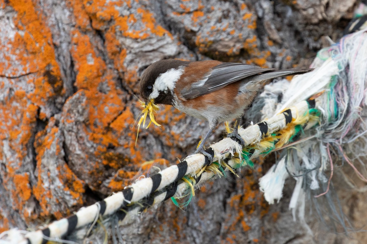 Chestnut-backed Chickadee - Wayne Sladek