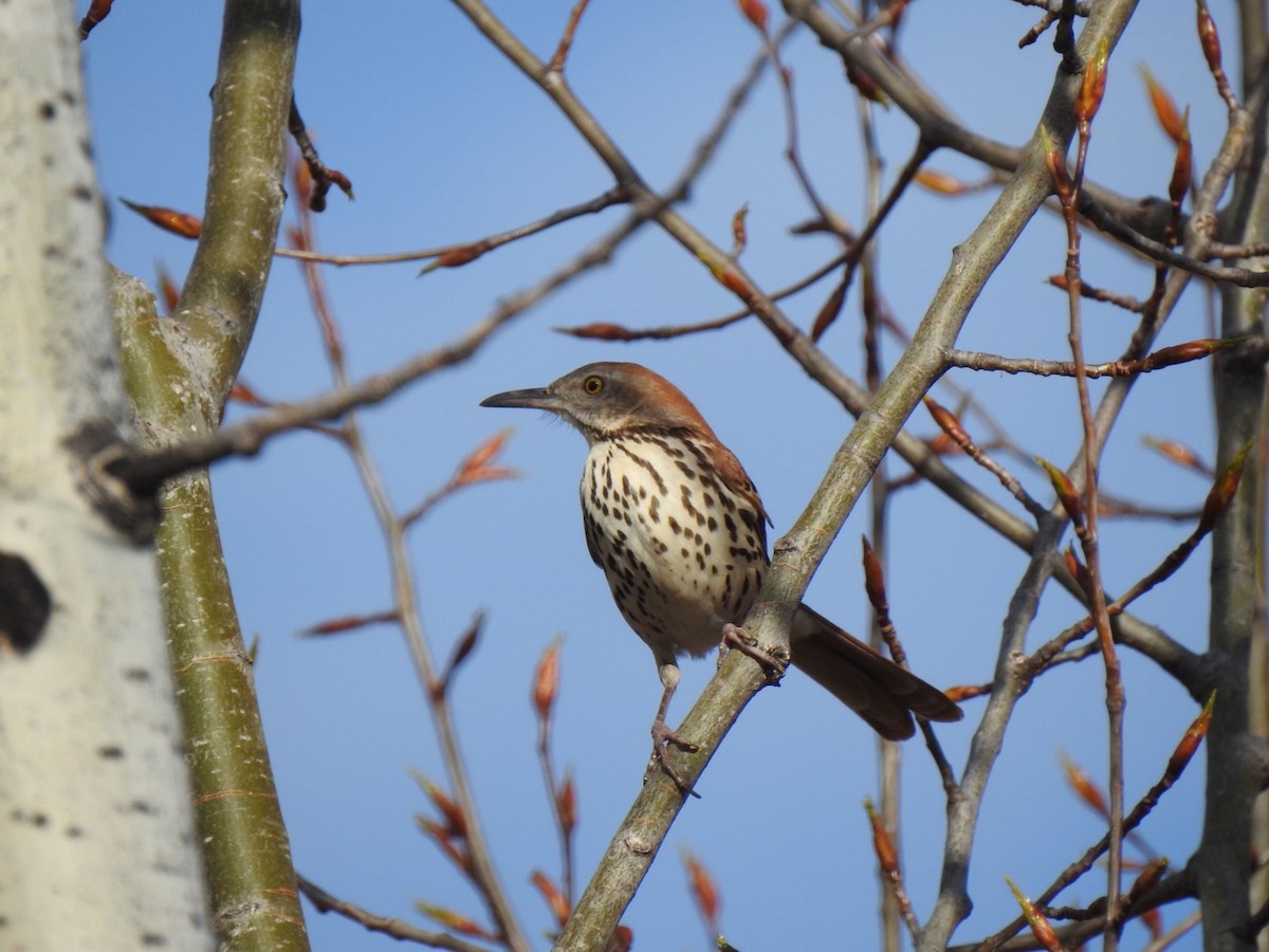 Brown Thrasher - Jacques Normand
