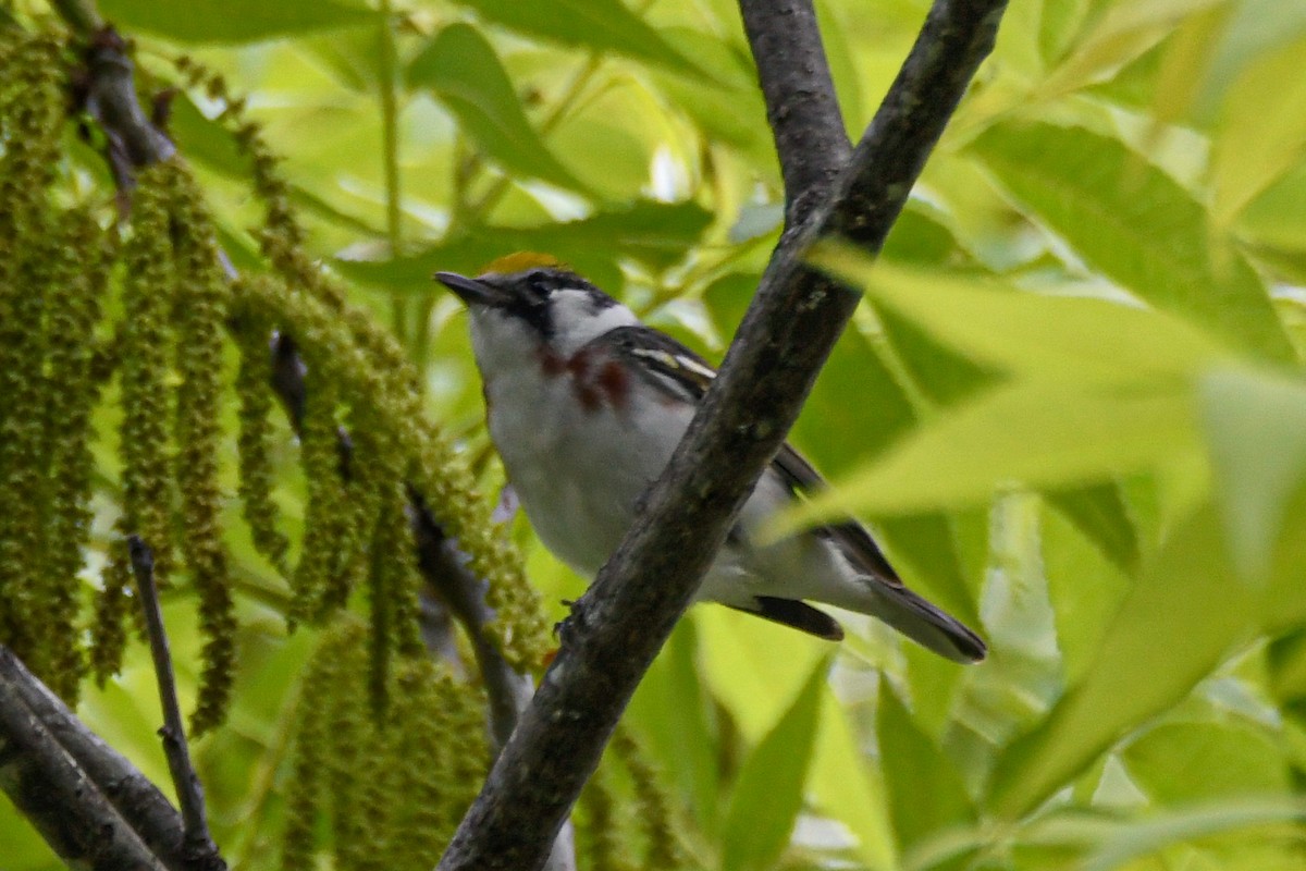 Chestnut-sided Warbler - Daniel Denman