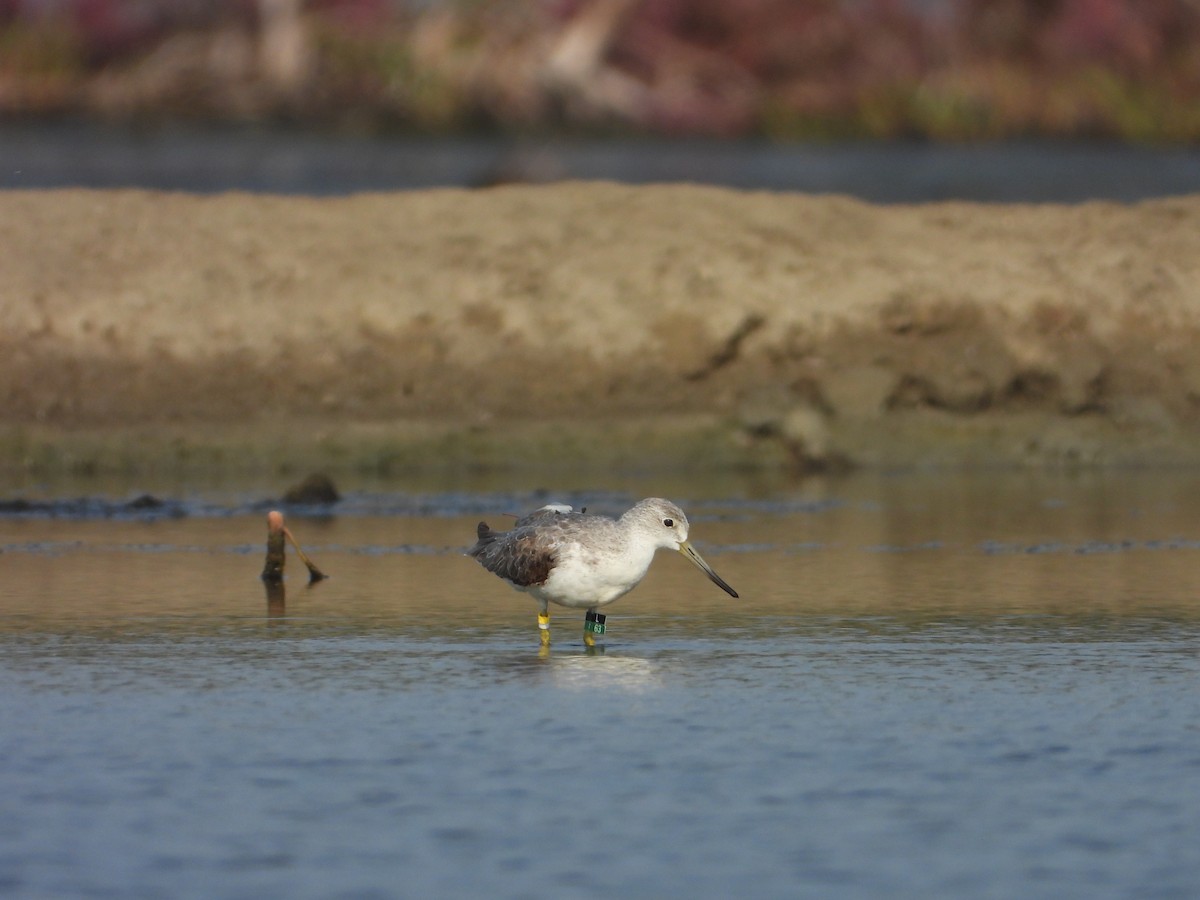 Nordmann's Greenshank - ML618632790