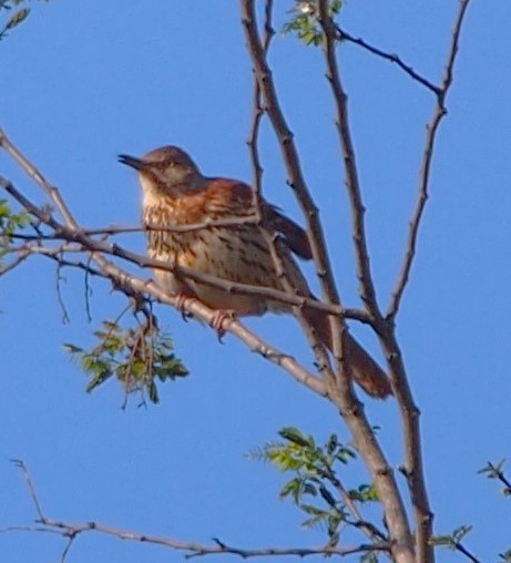 Brown Thrasher - ML618632792