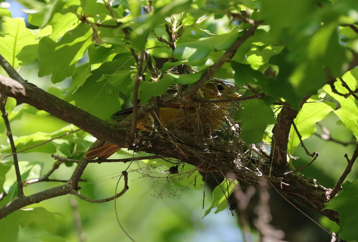 Summer Tanager - ML618632799