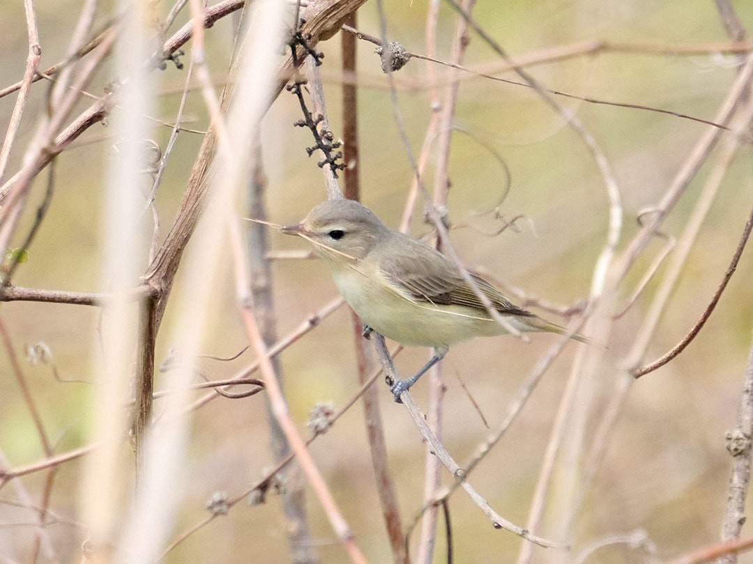 Warbling Vireo (Eastern) - ML618632822