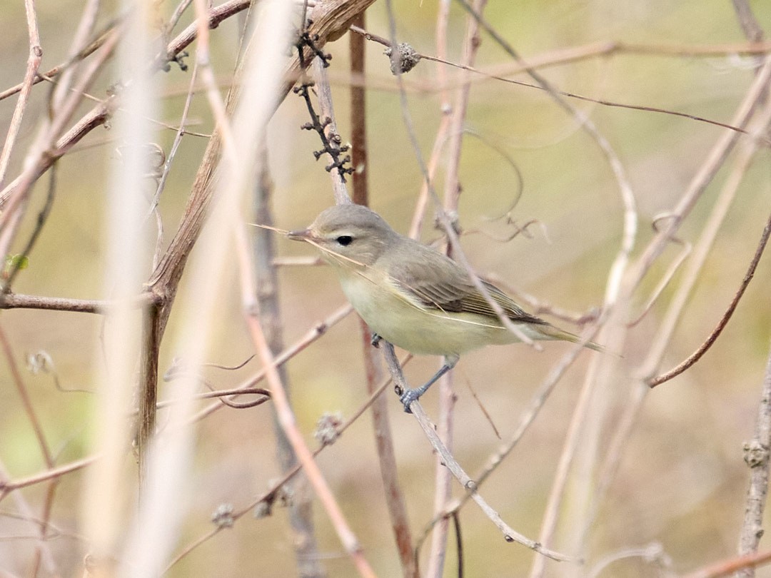 Warbling Vireo - ML618632822