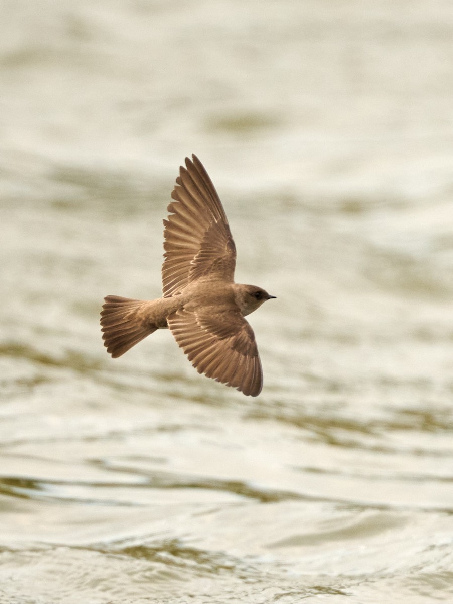 Northern Rough-winged Swallow - ML618632837