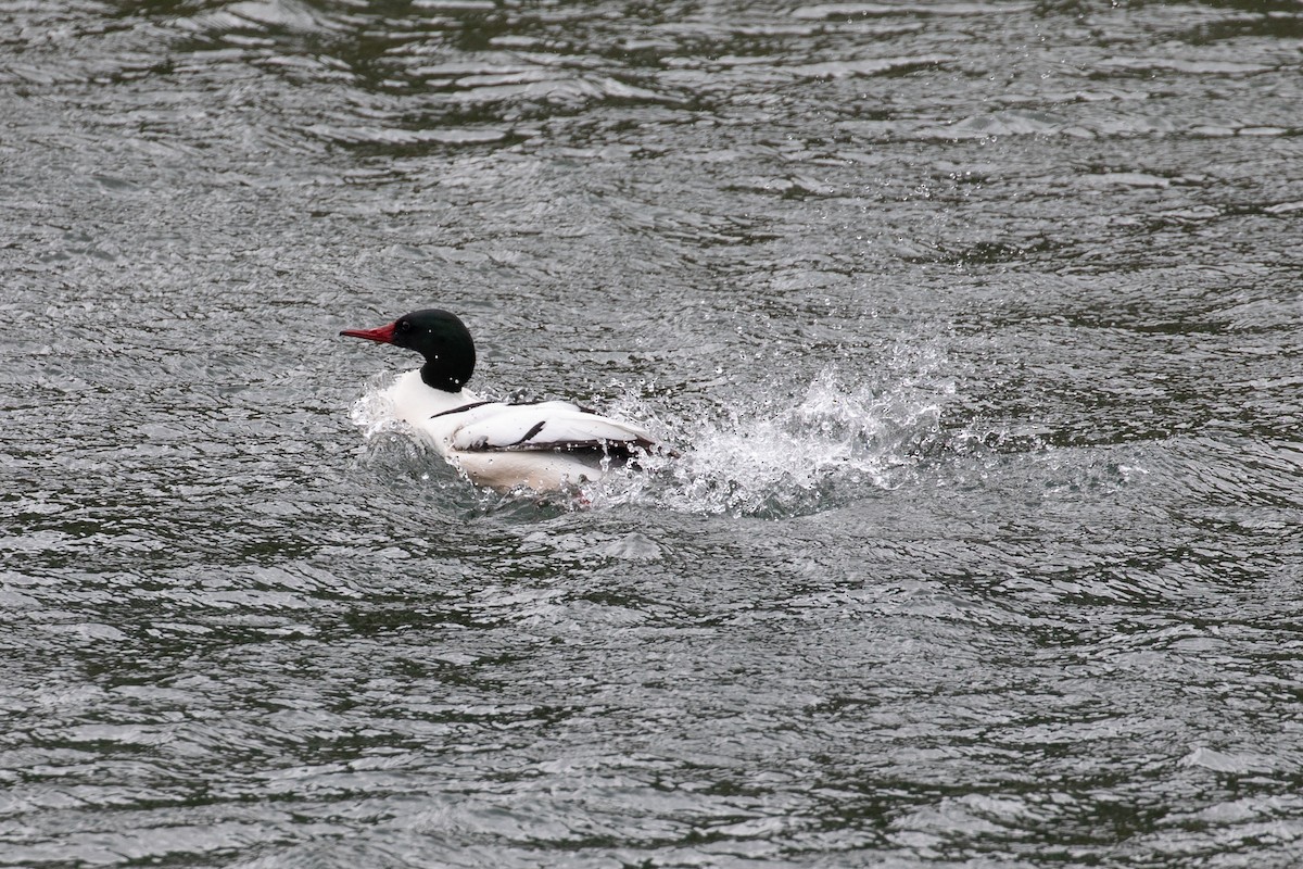 Common Merganser - Wayne Sladek