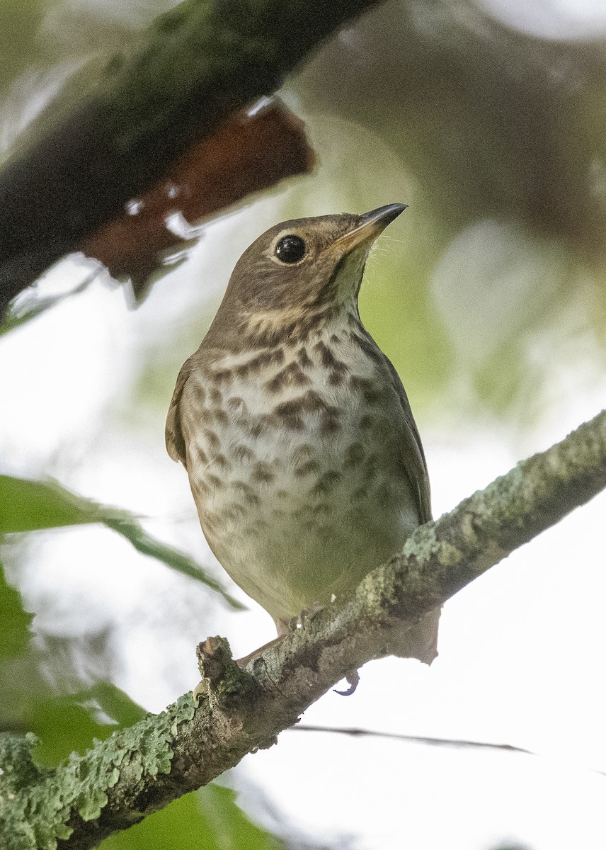 Swainson's Thrush - ML618632839