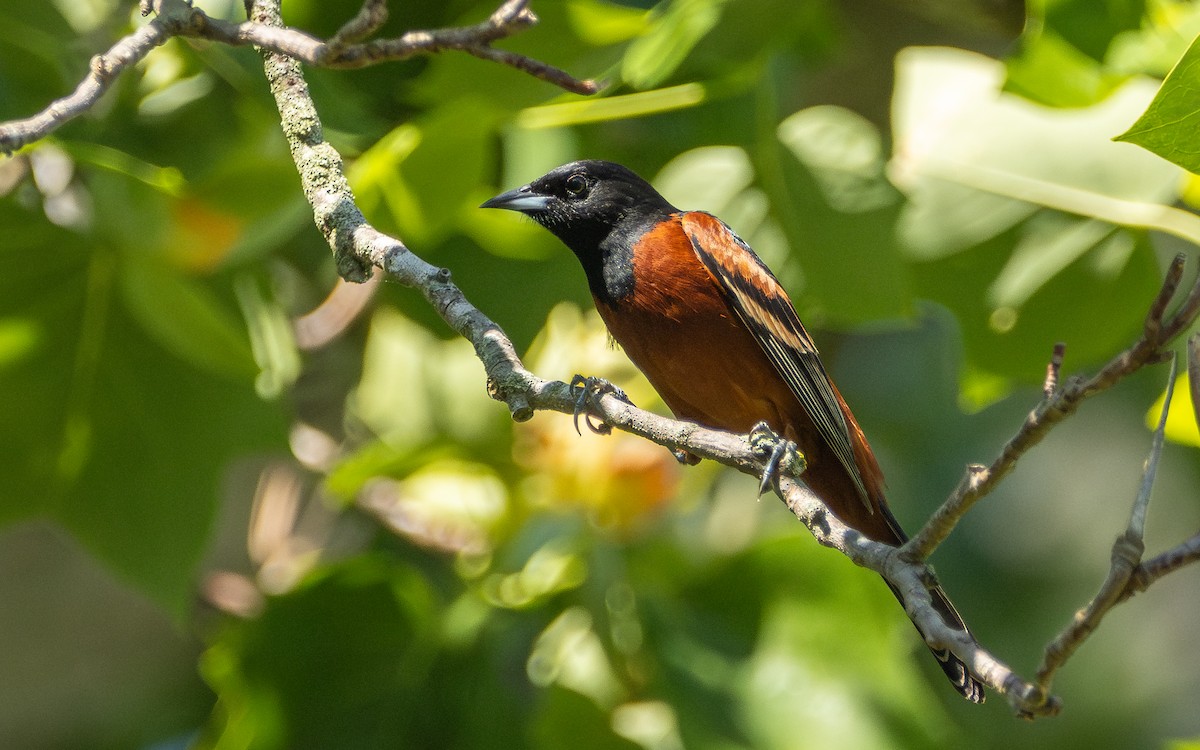 Orchard Oriole - Atlee Hargis