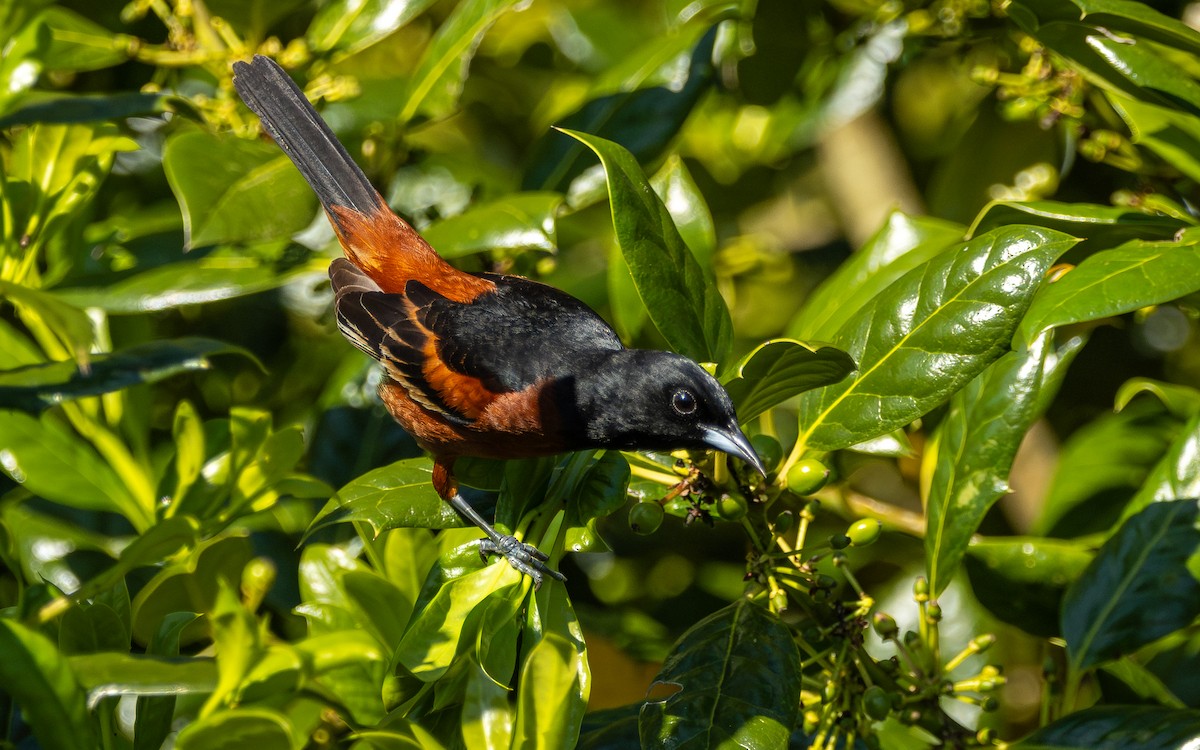 Orchard Oriole - Atlee Hargis