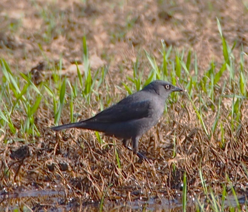 Rusty Blackbird - ML618632900