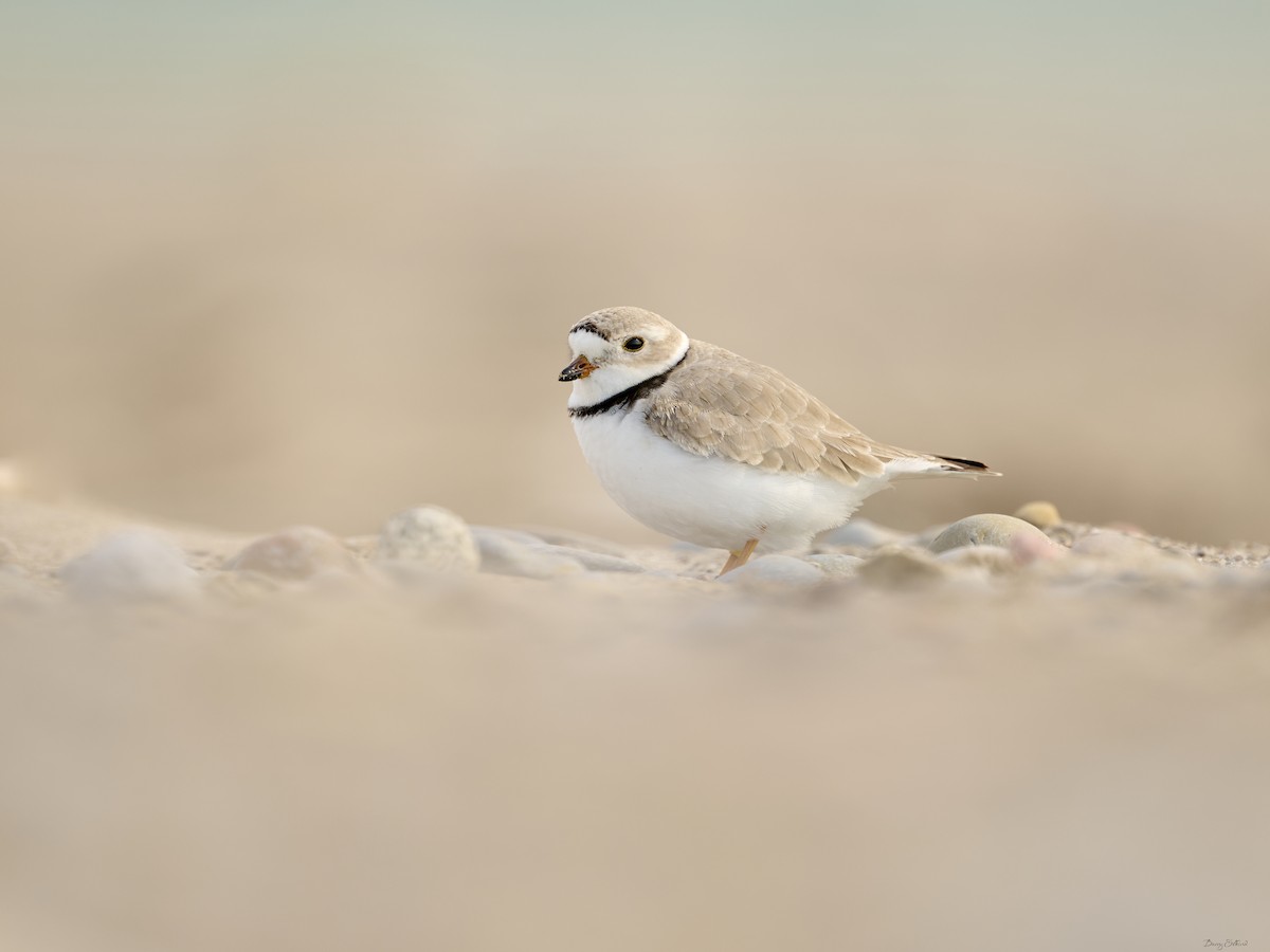 Piping Plover - ML618632903