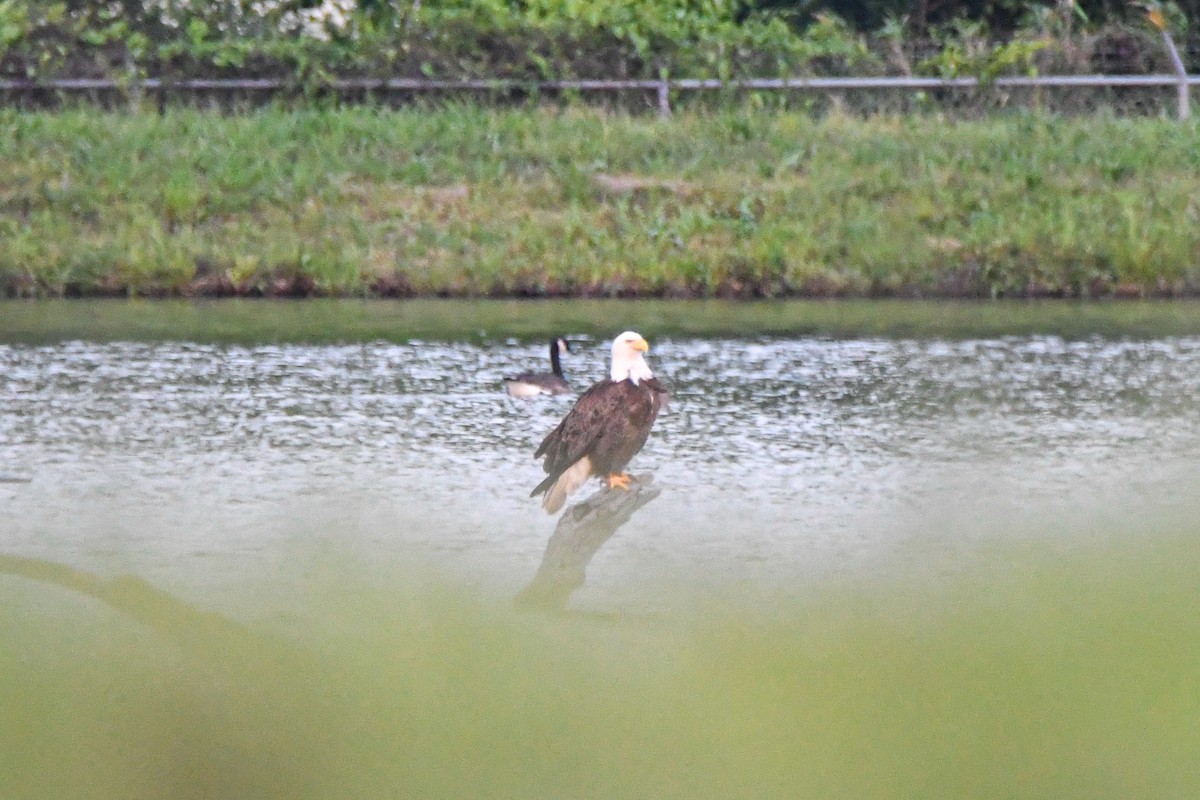 Bald Eagle - ML618632922