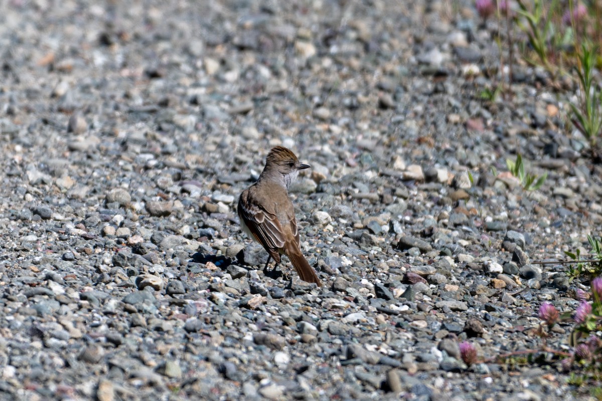 Ash-throated Flycatcher - ML618632939