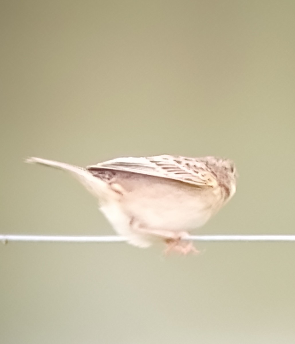 Grasshopper Sparrow - ML618632972