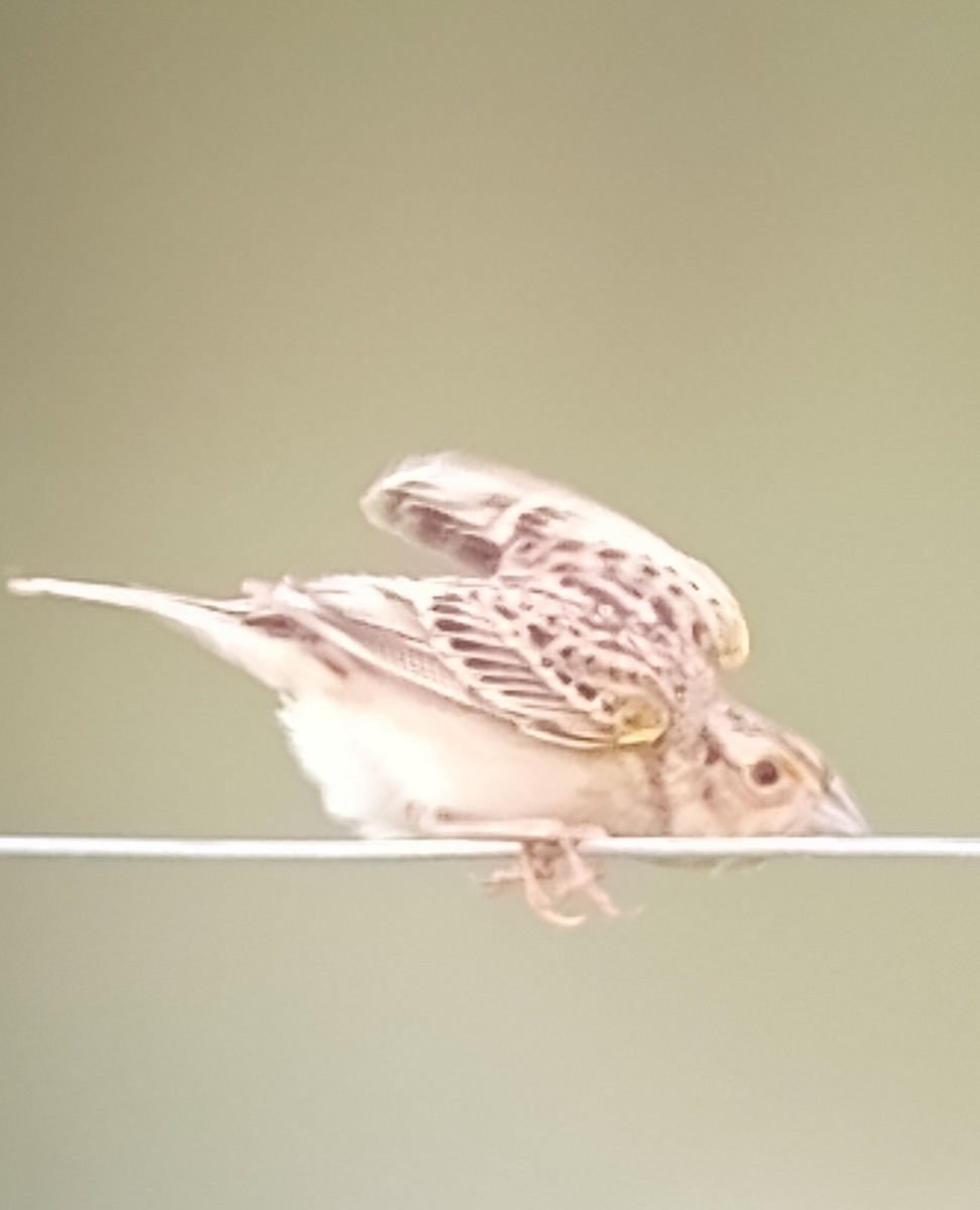 Grasshopper Sparrow - ML618633006