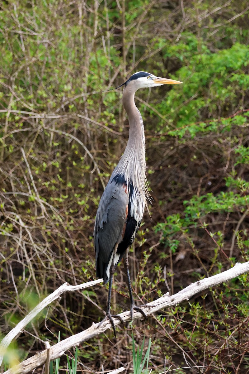 Great Blue Heron - ML618633007