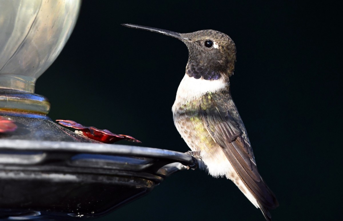 Black-chinned Hummingbird - Colin Maguire