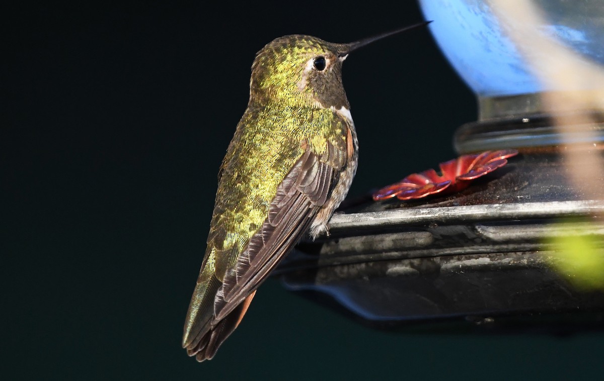 Broad-tailed Hummingbird - Colin Maguire