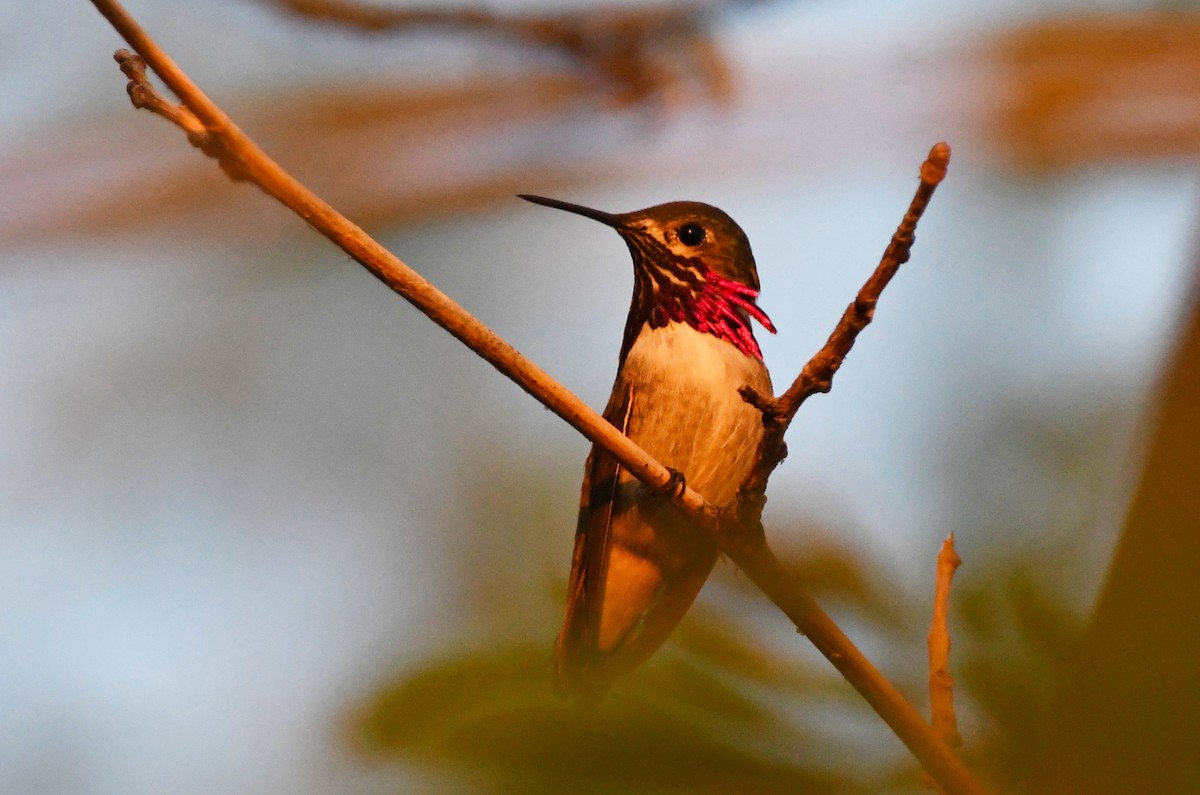 Calliope Hummingbird - Colin Maguire