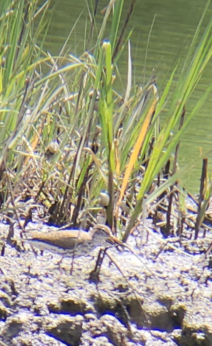 Spotted Sandpiper - ML618633084