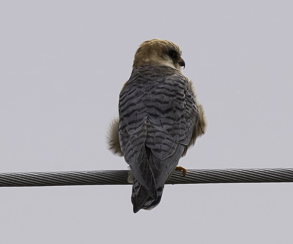 Red-footed Falcon - ML618633088