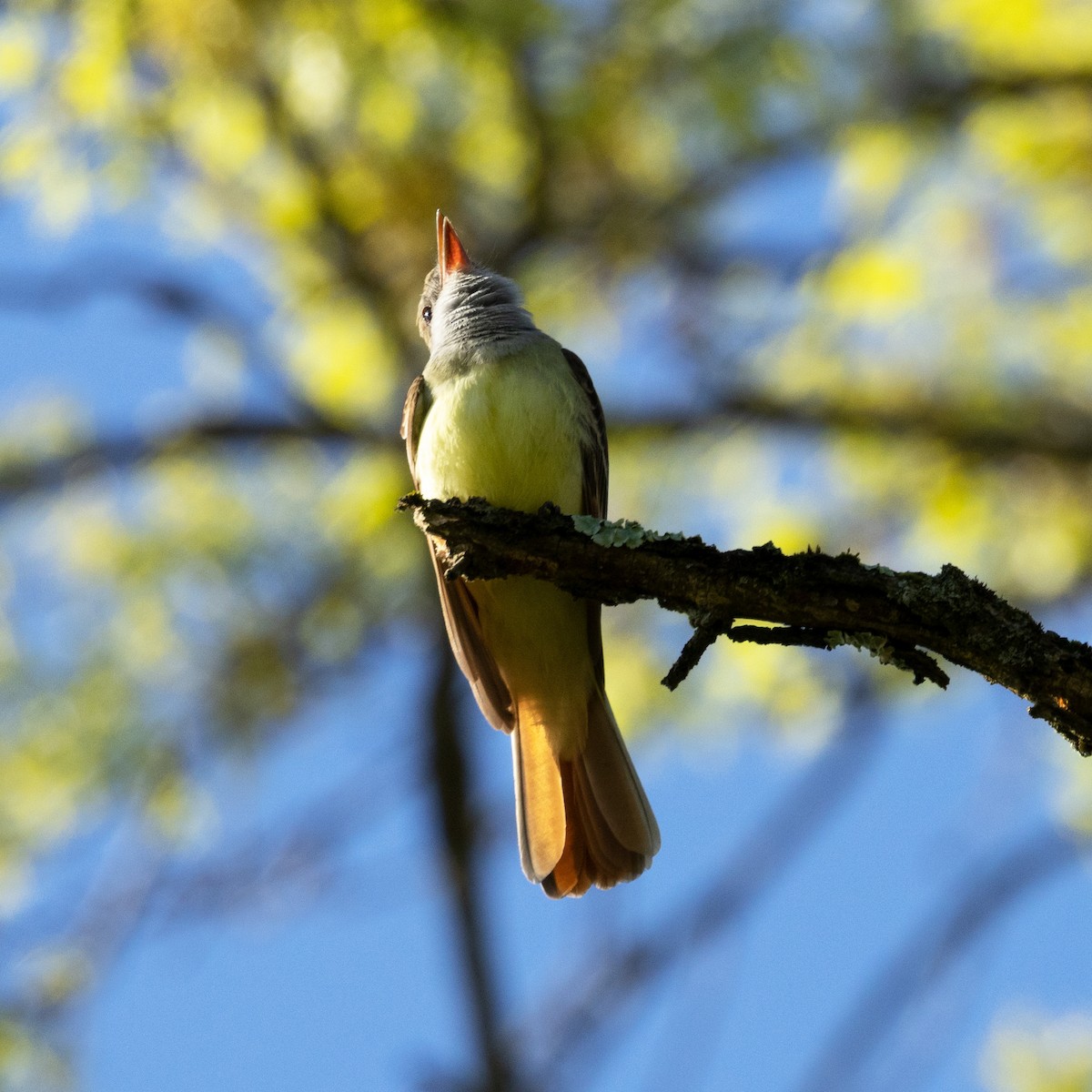 Great Crested Flycatcher - ML618633093