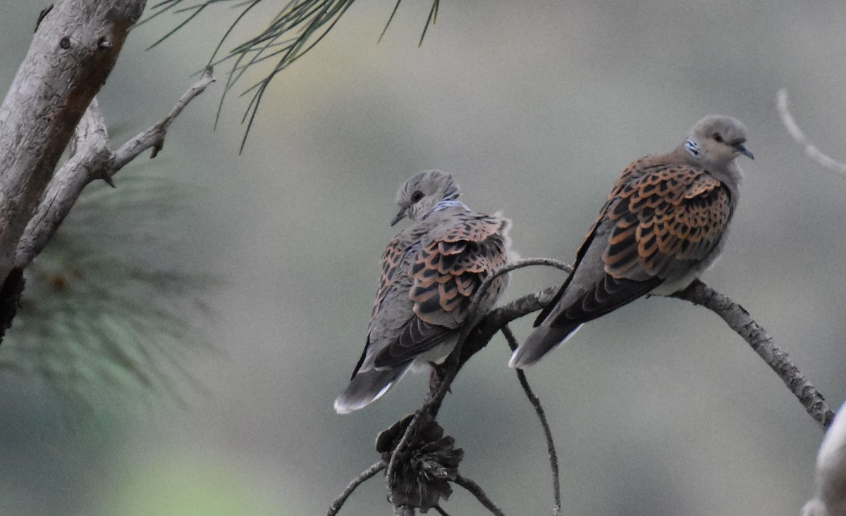 European Turtle-Dove - ML618633097