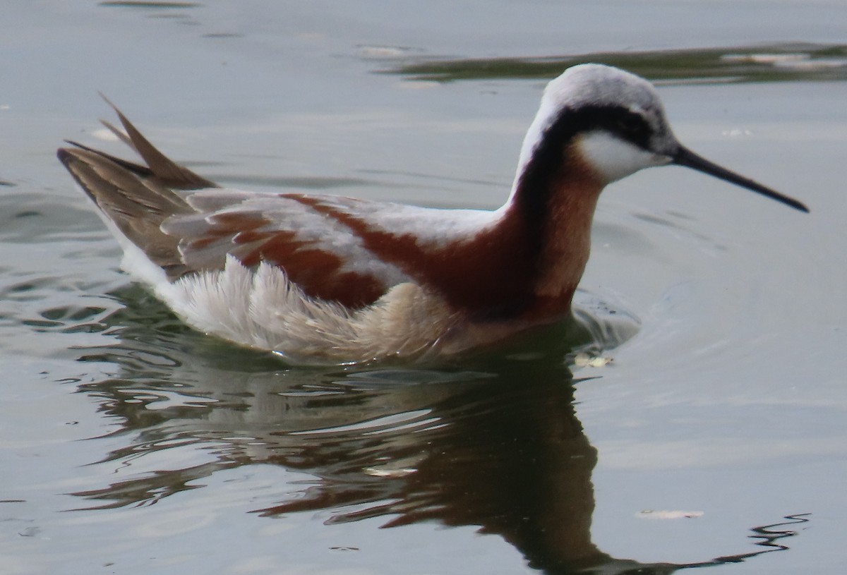 Wilson's Phalarope - Robin Gurule