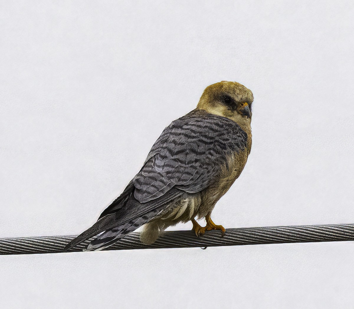 Red-footed Falcon - ML618633102