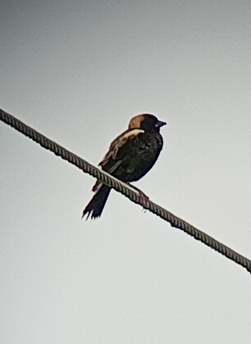 bobolink americký - ML618633140