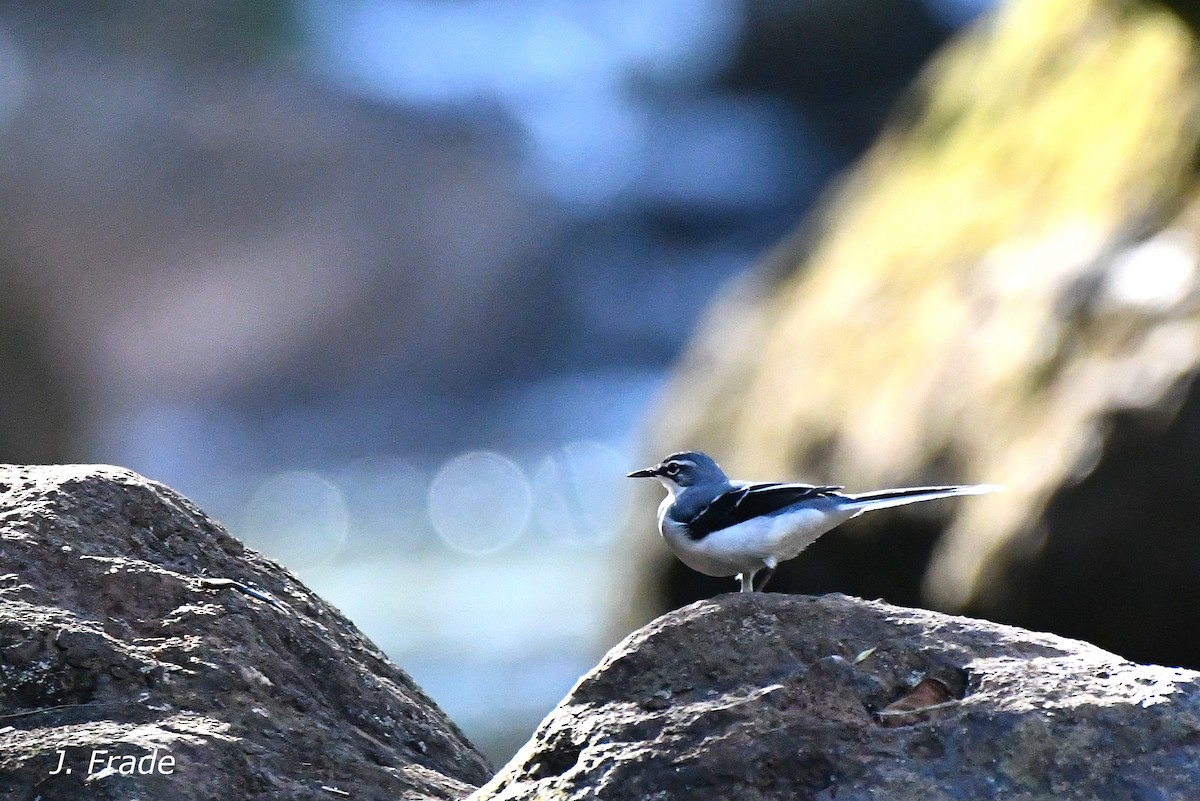 Mountain Wagtail - ML618633147