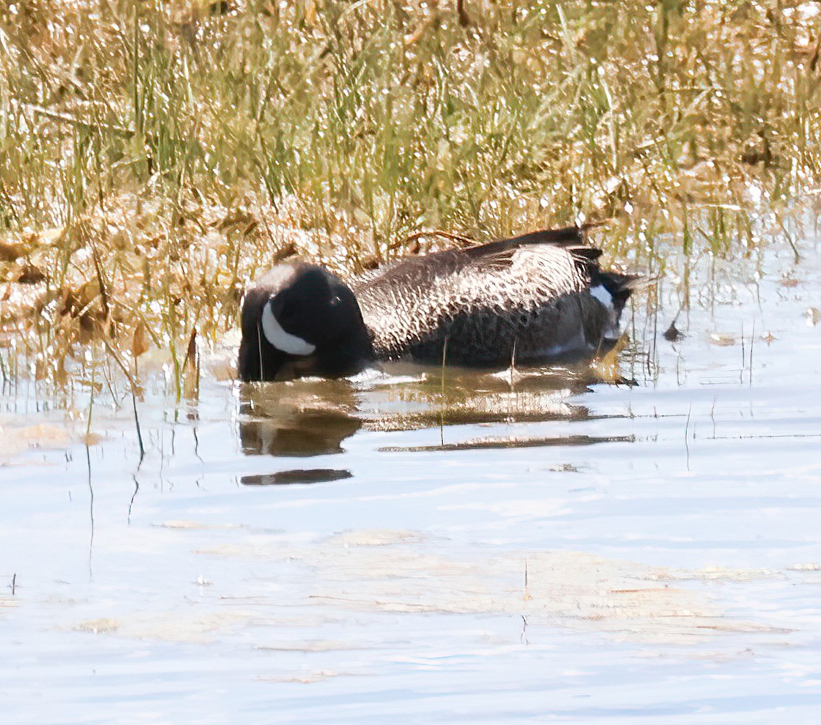 Blue-winged Teal - ML618633149