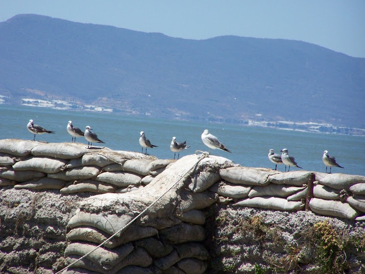 Gaviota Guanaguanare - ML618633155