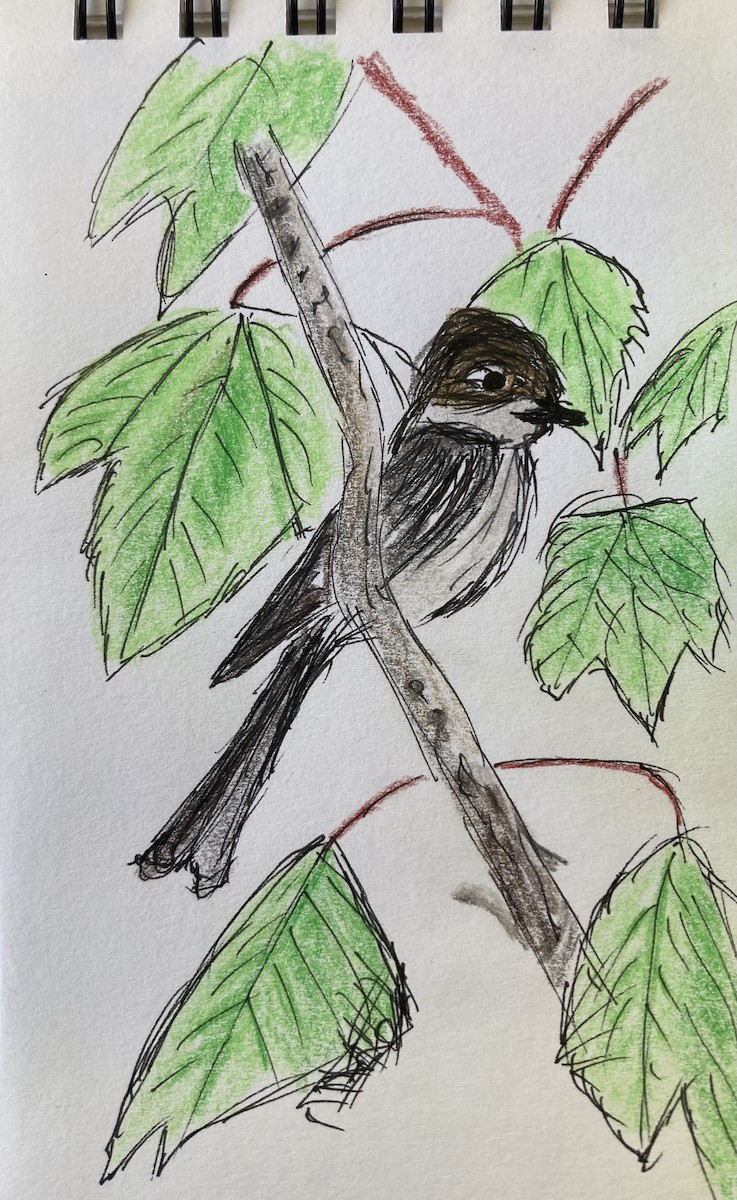 Dusky Flycatcher - ML618633161