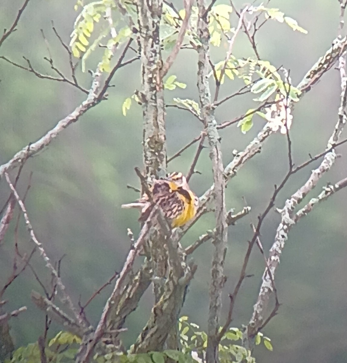 Eastern Meadowlark - ML618633186