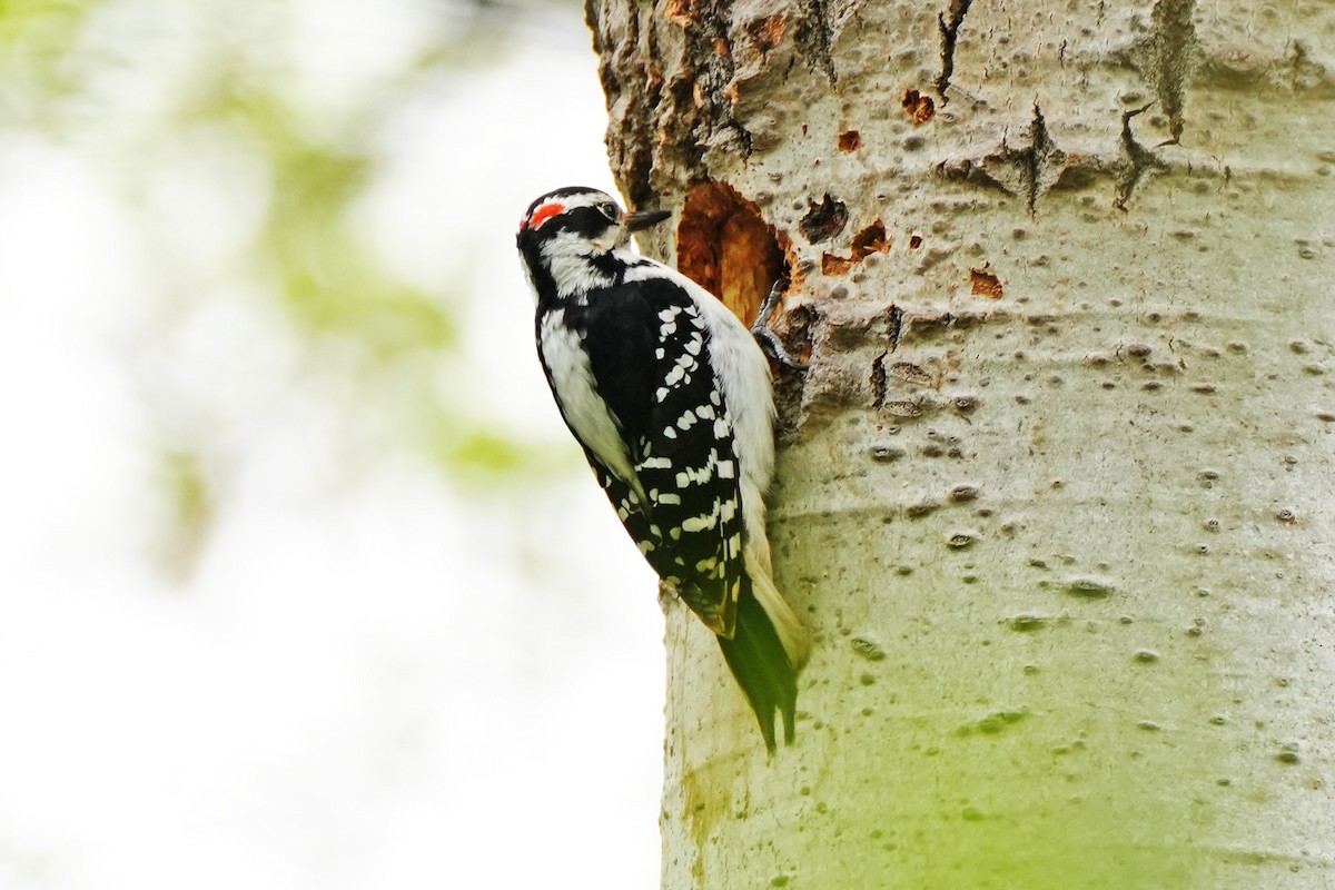 Hairy Woodpecker - ML618633202
