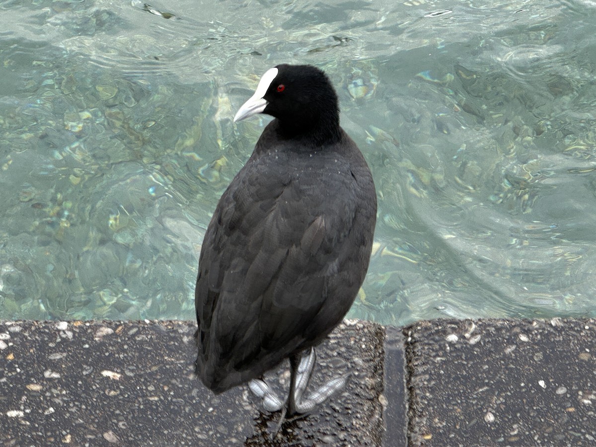 Eurasian Coot - ML618633223