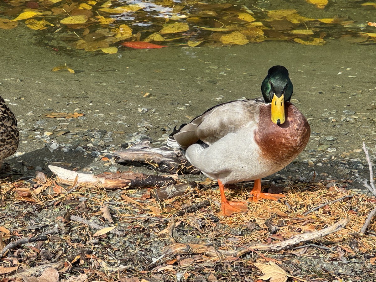 Canard colvert - ML618633236