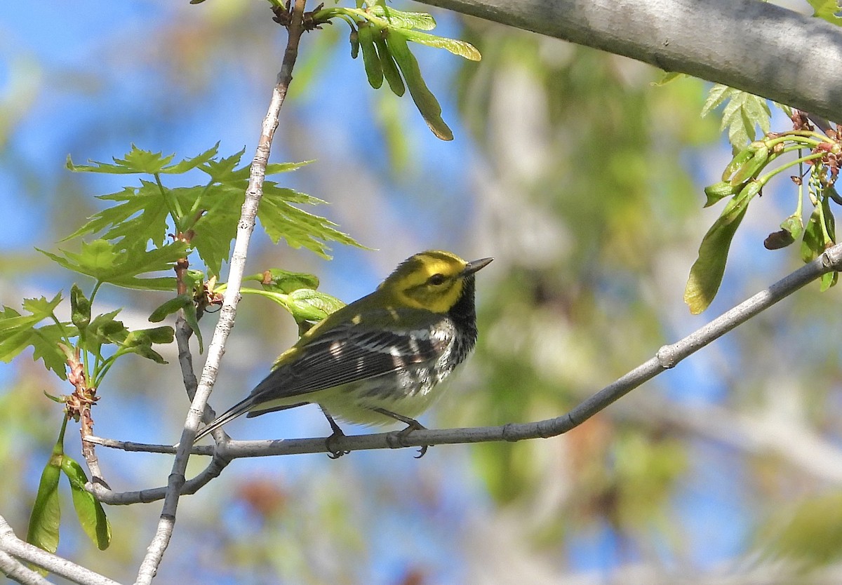 Black-throated Green Warbler - Pat Hare
