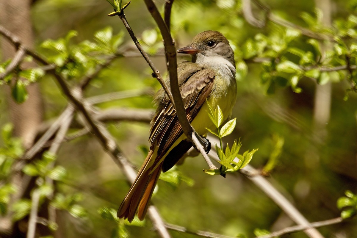 Great Crested Flycatcher - ML618633247