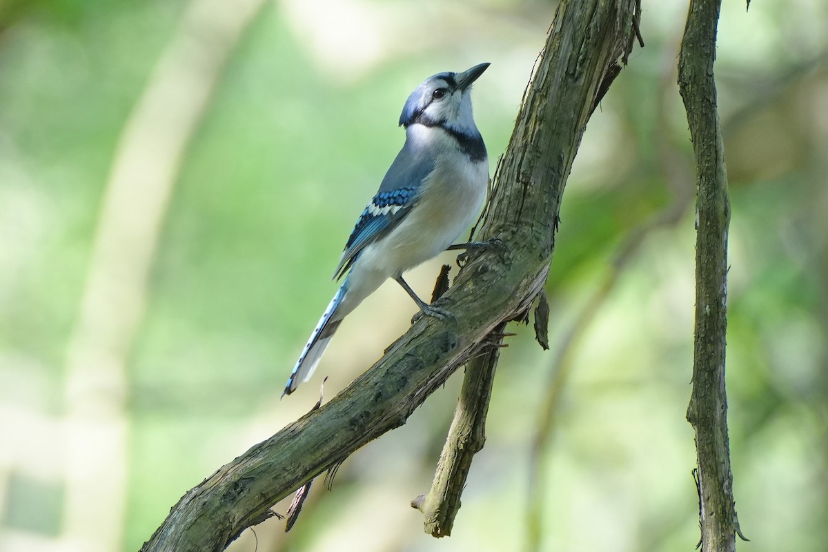 Blue Jay - ML618633268