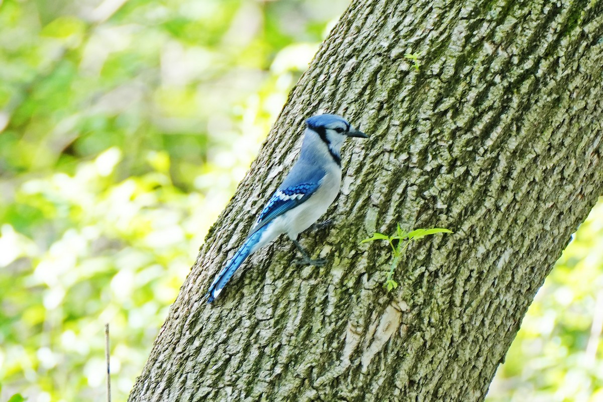 Blue Jay - ML618633271